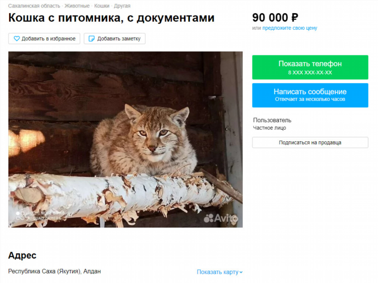 Авито улан удэ объявления котята