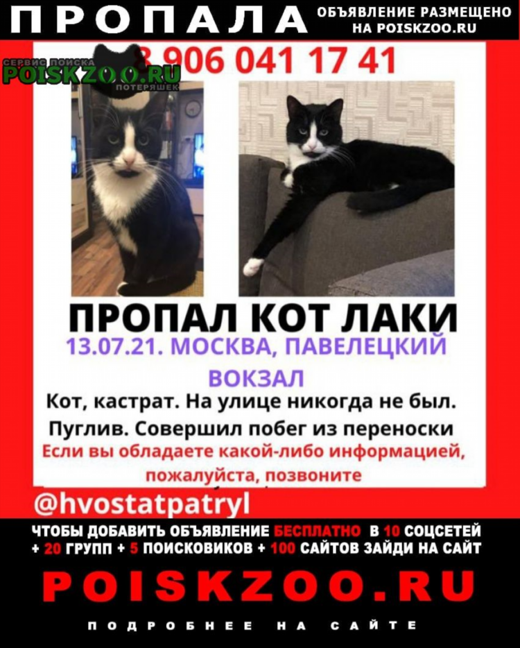 Доска объявлений пропал кот