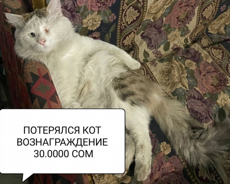 Как написать объявление о пропаже кошки