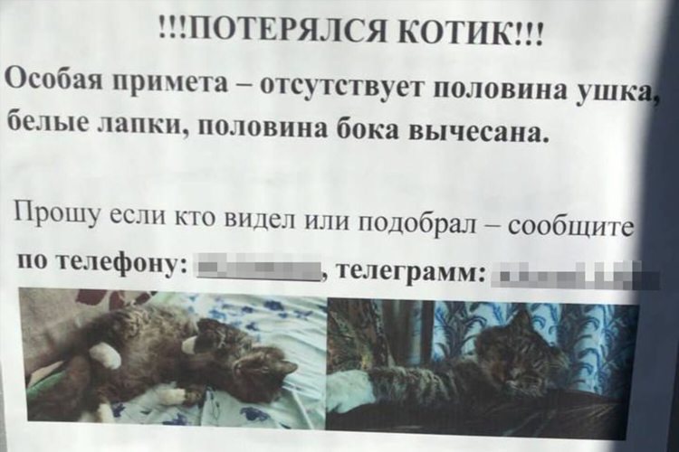 Кошка доска объявлений кошки