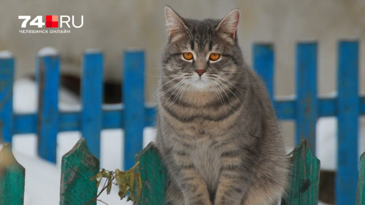 Котята в добрые руки в челябинске свежие объявления