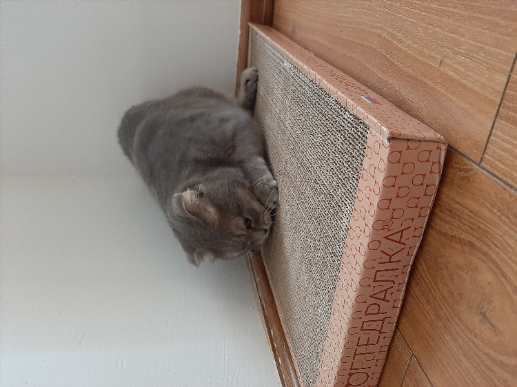 Котята в первоуральске свежие объявления