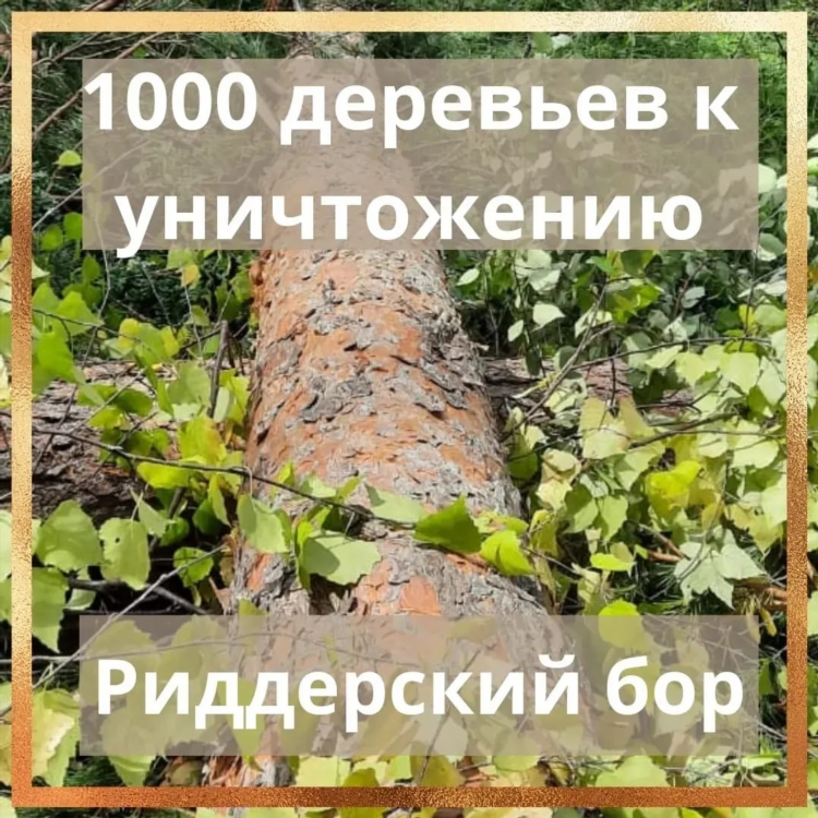 Мой сосновый бор в контакте доска объявлений
