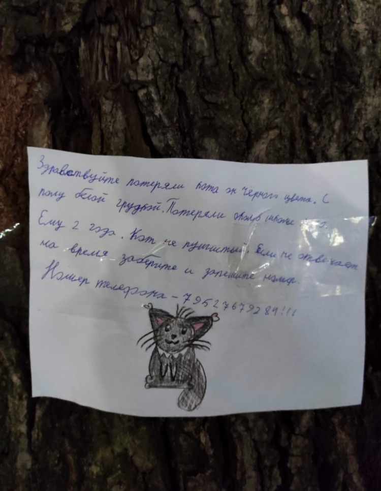 Пропала кошка как написать объявление