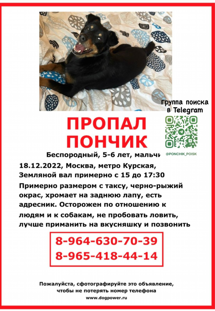 Пропала собака москва объявления